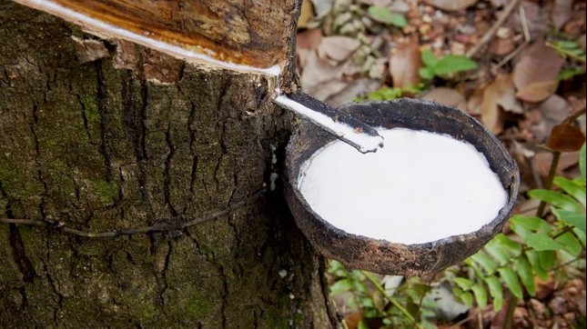 Giá cao su hôm nay 25/8/2022: Biến động trái chiều tại thị trường châu Á