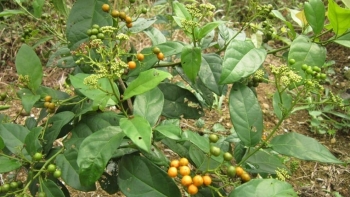 Xạ đen - dược liệu quý trong đông y