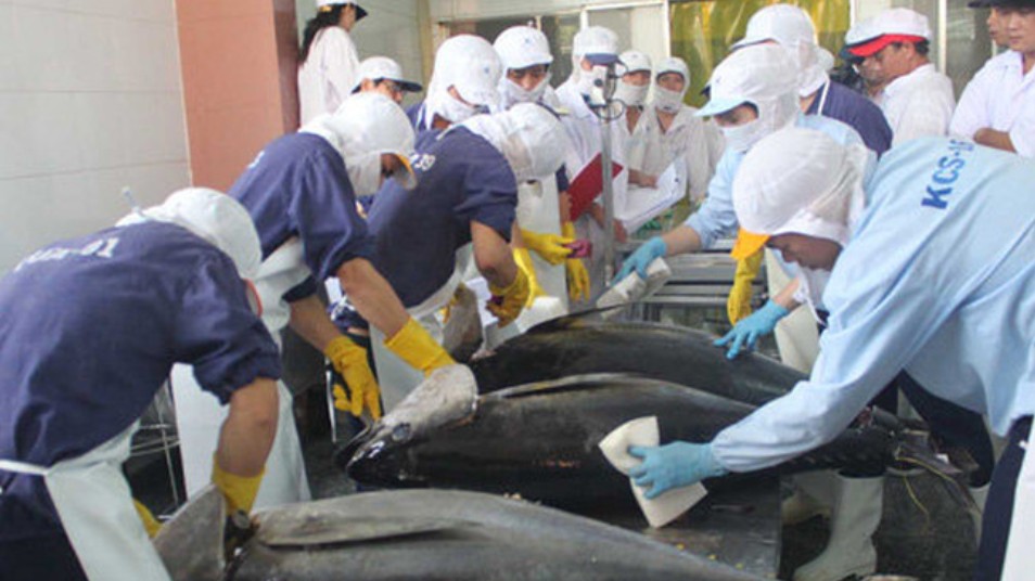 Xuất khẩu cá ngừ “giảm tốc”