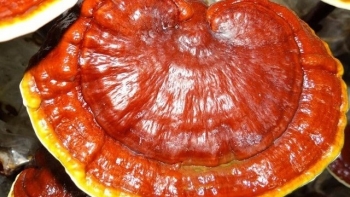 Một số bài thuốc quý từ mấm Linh Chi