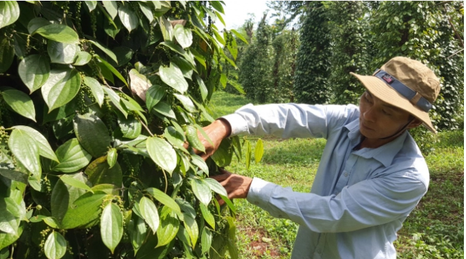 phát triển hồ tiêu Chư Sê bền vững