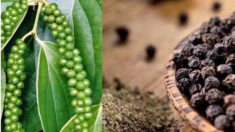 Giá hồ tiêu hôm nay 27/8/2022: Tiếp tục giảm 500 đồng/kg