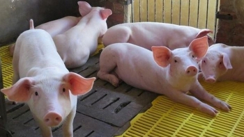 Giá lợn hơi hôm nay 27/8/2022: Đi ngang