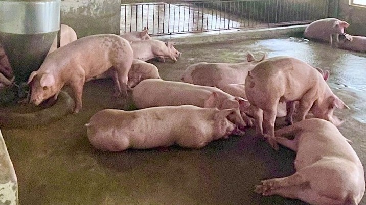 Giá lợn hơi hôm nay 28/8/2022: Tang mạnh tại khu vực miền Trung