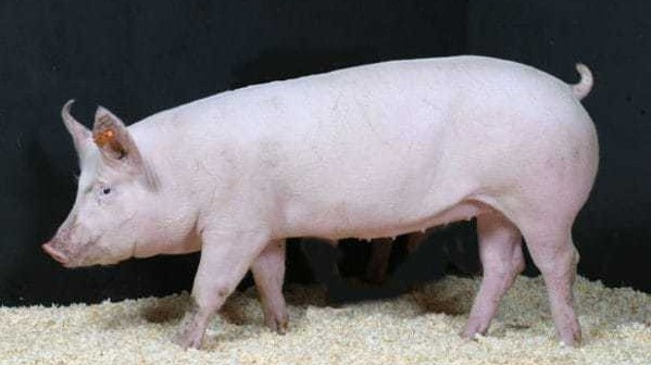 Giá lợn hơi hôm nay 29/8/2022: Đi ngang tại nhiều tỉnh thành