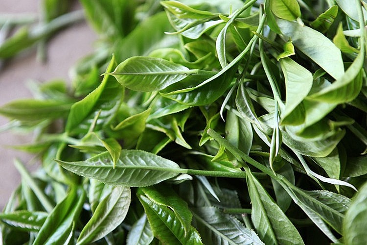 Thu nhập từ việc bán chè giúp nhiều gia đình trên địa bàn huyện Tủa Chùa cải thiện đời sống