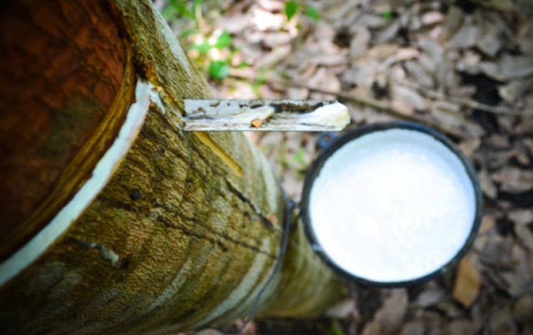 Giá cao su hôm nay 30/8/2022: Giảm mạnh toàn thị trường châu Á