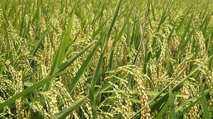 Giá lúa gạo hôm nay 31/8/2022: Tăng 200 đồng/kg với lúa nếp