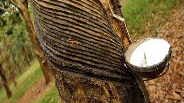 Giá cao su hôm nay 31/8/2022: Giảm mạnh tại Trung Quốc