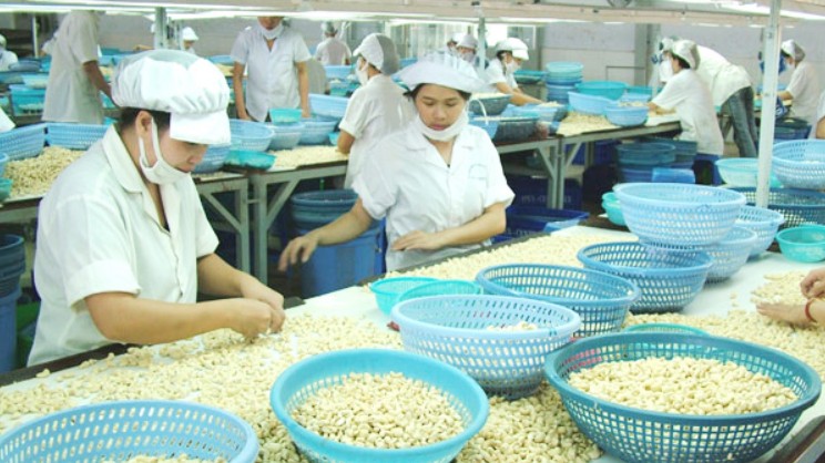 Xuất khẩu hạt điều nhiều nhất sang thị trường Mỹ