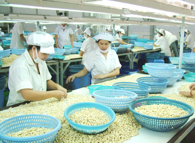 Xuất khẩu hạt điều nhiều nhất sang thị trường Mỹ