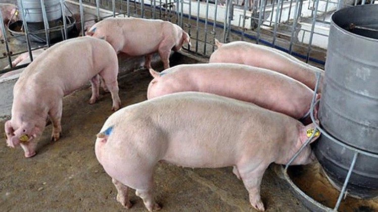 Giá lợn hơi hôm nay 1/9/2022: Đồng loạt giảm nhẹ