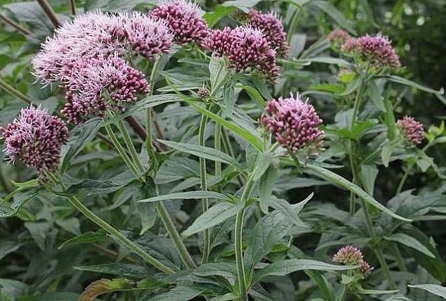 Cây mần tưới Cây mần tưới