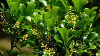 Cây ngâu - Dược liệu quý với nhiều công dụng chữa bệnh