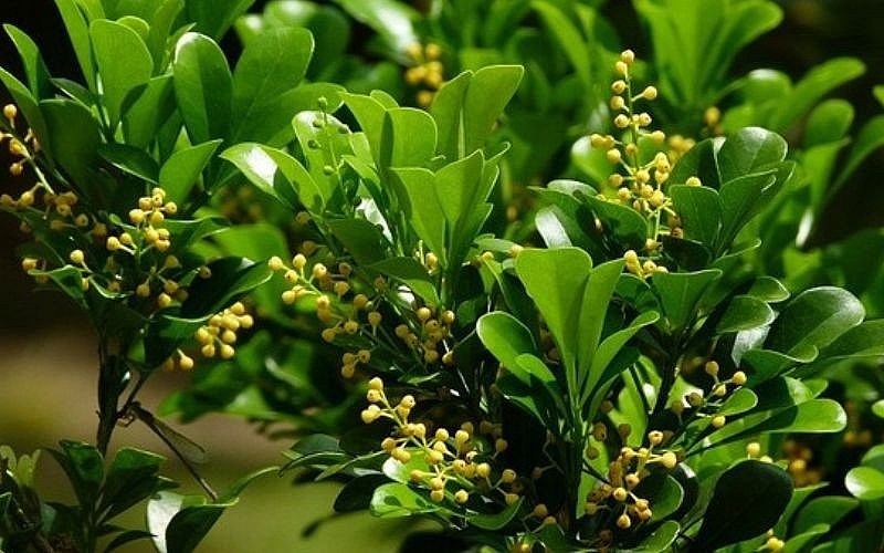 Hoa và lá được dùng để làm thuốc