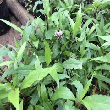 Một số bài thuốc chữa bệnh từ cây mần tưới