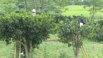Sơn La: Từng bước khẳng định chỗ đứng cho sản phẩm chè Shan Tuyết Mường Do