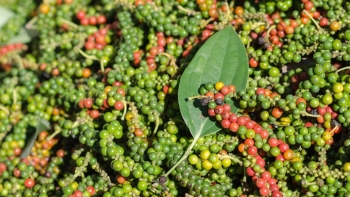 Nhập khẩu hồ tiêu có xu hướng tăng mạnh