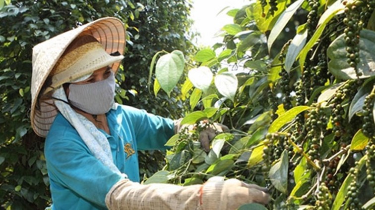 Giá xuất khẩu hồ tiêu của Việt Nam đã tăng trở lại