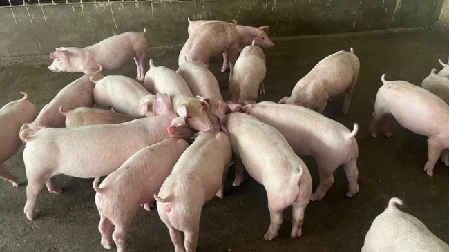 Giá lợn hơi hôm nay 3/9/2022: Đồng loạt ổn định sau ngày lễ Quốc Khánh