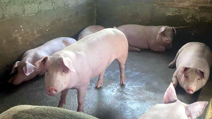 Giá lợn hơi hôm nay 4/9/2022: Điều chỉnh giảm toàn thị trường