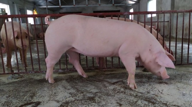 Giá lợn hơi hôm nay 5/9/2022: Ổn định trên toàn quốc sau kỳ nghỉ lễ