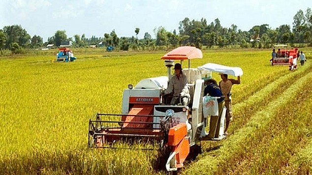 Giá lúa gạo hôm nay 7/9/2022: Giá lúa tiếp tục giảm 100 - 200 đồng/kg