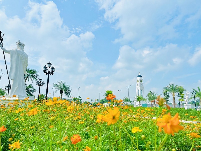 Vườn hoa bướm khoe sắc rực rỡ dưới nắng vàng mùa thu