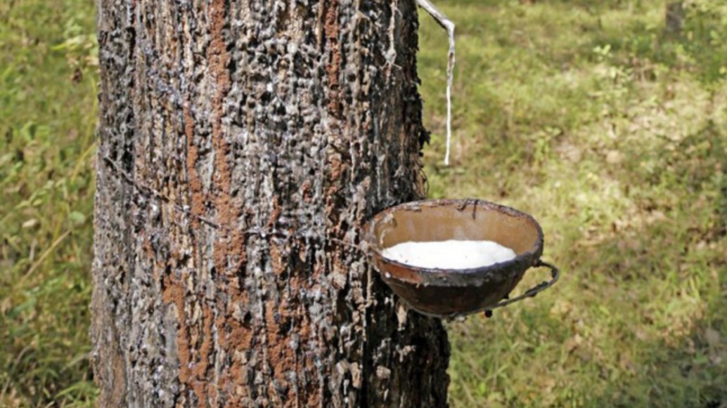 Giá cao su hôm nay 7/9/2022: Tăng mạnh toàn thị trường châu Á