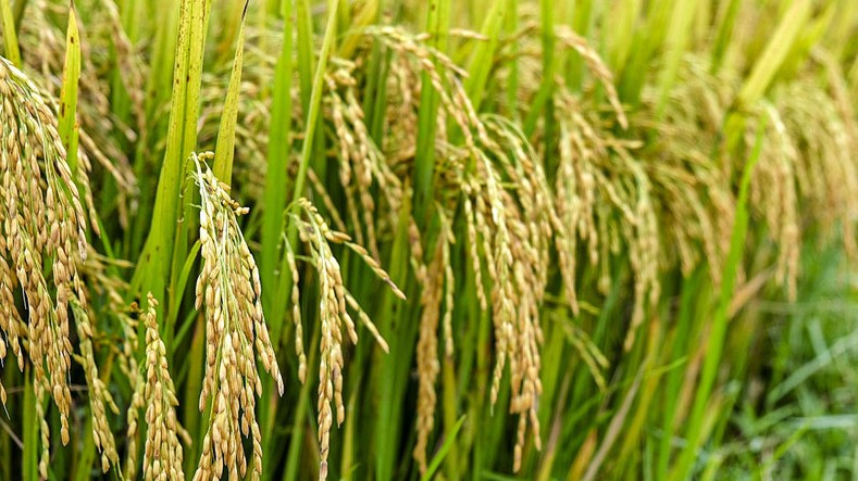 Giá lúa gạo hôm nay 9/9/2022: Giá lúa IR 504 điều chỉnh tăng