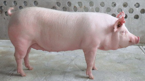 Giá lợn hơi hôm nay 9/9/2022: Tăng rải rác tại hai miền Trung - Nam