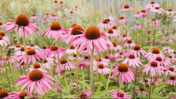 Hoa cúc tím - loại hoa đẹp với nhiều công dụng tuyệt vời ít người biết