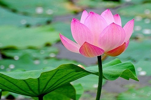 Đồng Tháp nỗ lực đưa các sản phẩm từ sen được xếp hạng OCO