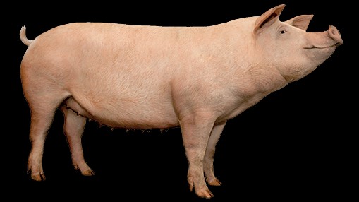 Giá lợn hơi hôm nay 10/9/2022: Không có điều chỉnh mới