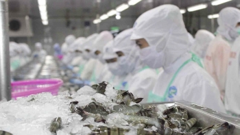 Hoa Kỳ tiếp tục áp thuế chống bán phá giá Tôm nước ấm Việt Nam