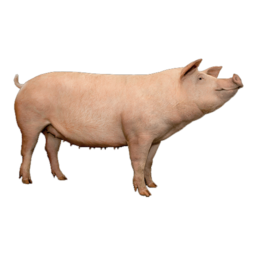 Giá lợn hơi hôm nay 10/9/2022: