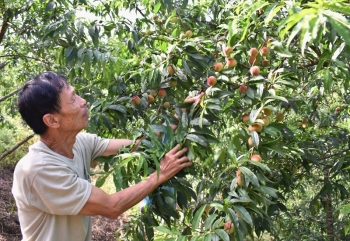 Bắc Kạn: Tập trung phát triển, xây dựng thương hiệu nông sản địa phương