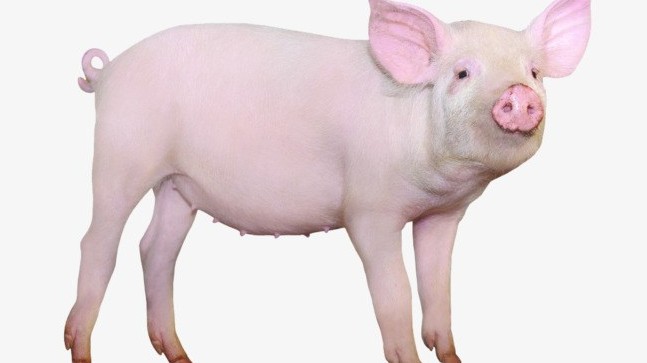 Giá lợn hơi hôm nay 13/9/2022:  Đồng loạt giảm nhẹ