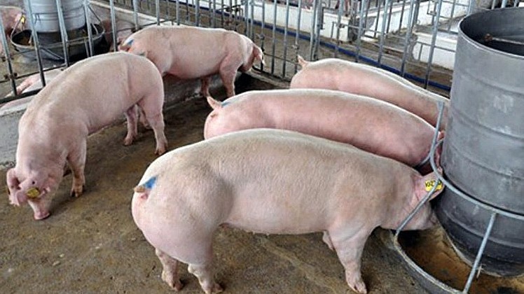 Giá lợn hơi hôm nay 14/9/2022: Tiếp tục giảm rải rác tại ba miền