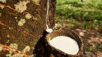 Giá cao su hôm nay 14/9/2022: Tăng mạnh trên sàn Thượng Hải