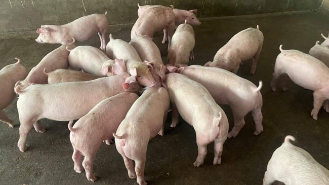 Giá lợn hơi hôm nay 16/9/2022: Hàng loạt các tỉnh thành điều chỉnh giảm