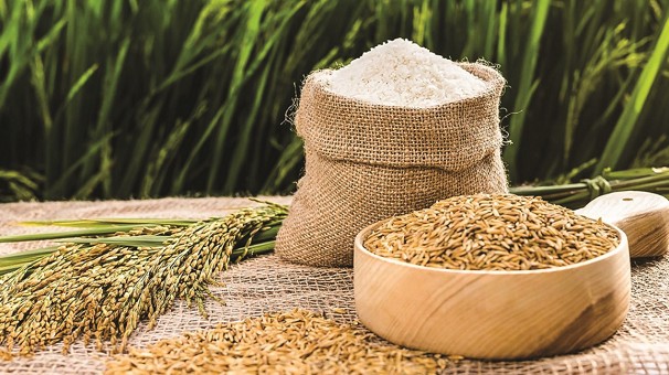 Giá lúa gạo hôm nay 17/9/2022: Điều chỉnh tăng với mặt hàng gạo