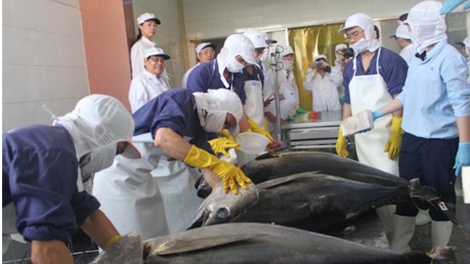 Xuất khẩu cá ngừ sang Bỉ tăng liên tục