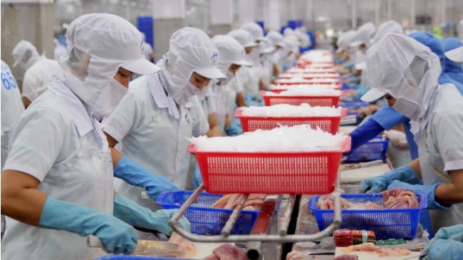 Xuất khẩu cá tra sang Anh tăng trưởng đột phá