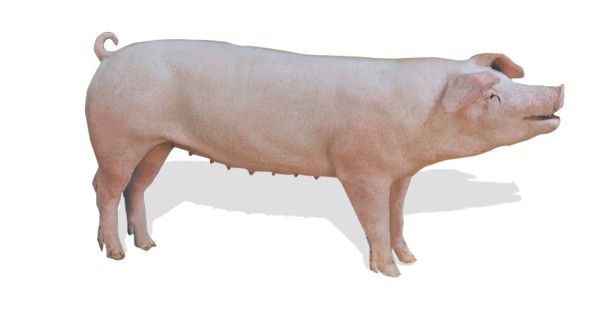 Giá lợn hơi hôm nay 19/9/2022: Giảm nhẹ trong ngày đầu tuần