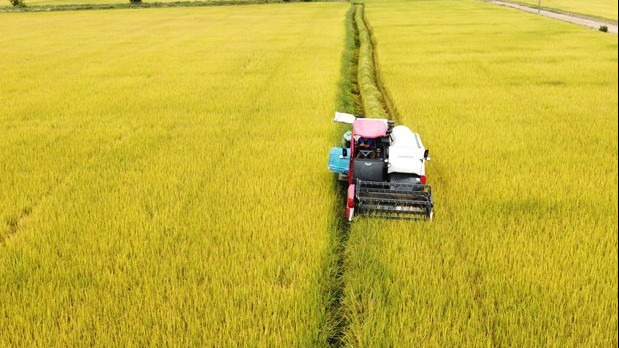 Giá lúa gạo hôm nay 20/9/2022: Không có biến động mới