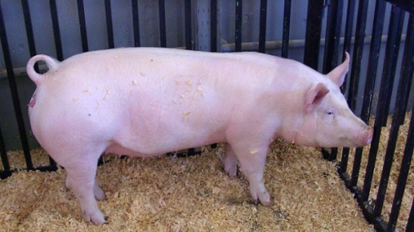 Giá lợn hơi hôm nay 21/9/2022: Điều chỉnh giảm trên cả nước