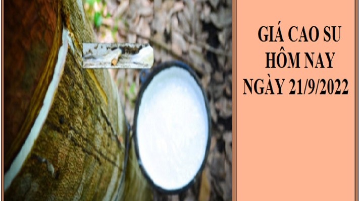 Giá cao su hôm nay 21/9/2022: Tăng nhẹ trên sàn Thượng Hải