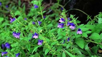 Cần biết 7 loại cây này để có một lá gan khỏe mạnh