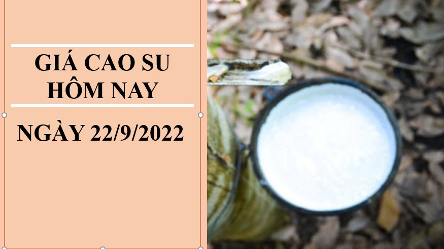 Giá cao su hôm nay 22/9/2022: Đồng loạt tăng mạnh tại các sàn châu Á